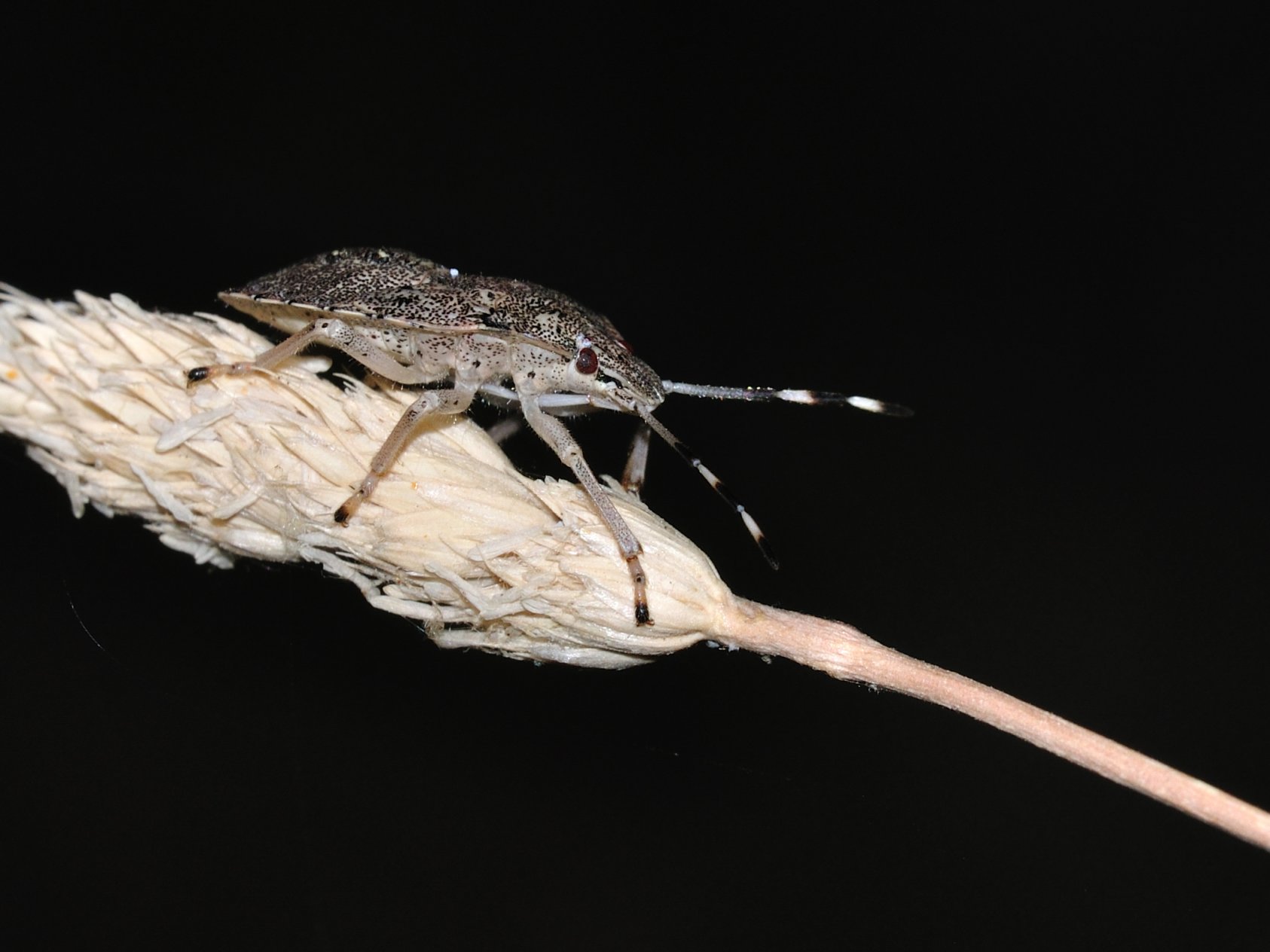 ID Heteroptero n.4 Ninfa?